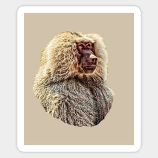 Baboon Sticker